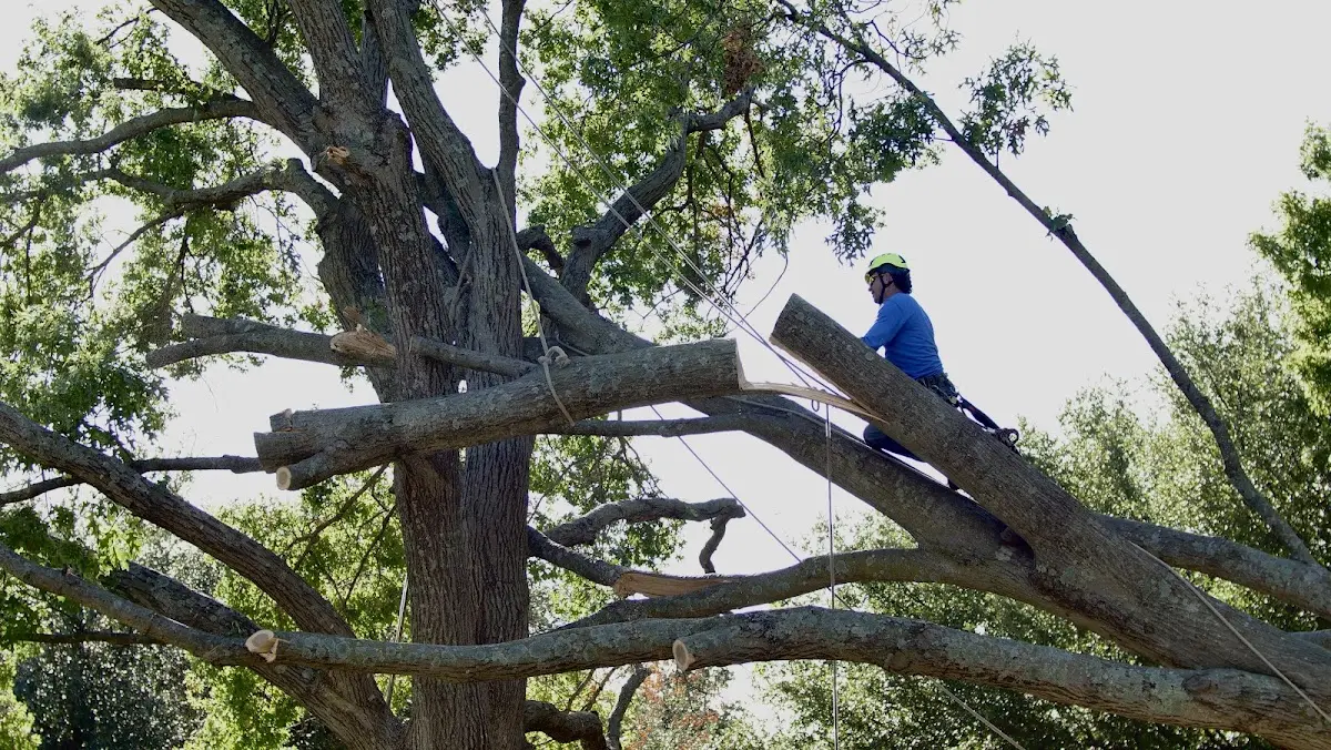 Professional Crown Thinning performed by certified arborists in Kalskag